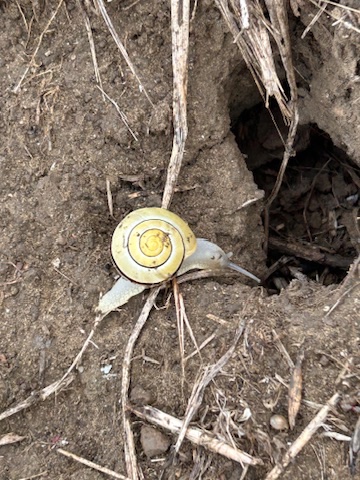 Caracol de concha amarilla sobre la tierra