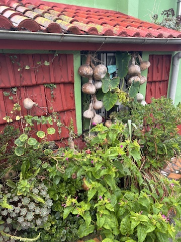 Fachada roja rodeada de plantas y calabazas colgantes