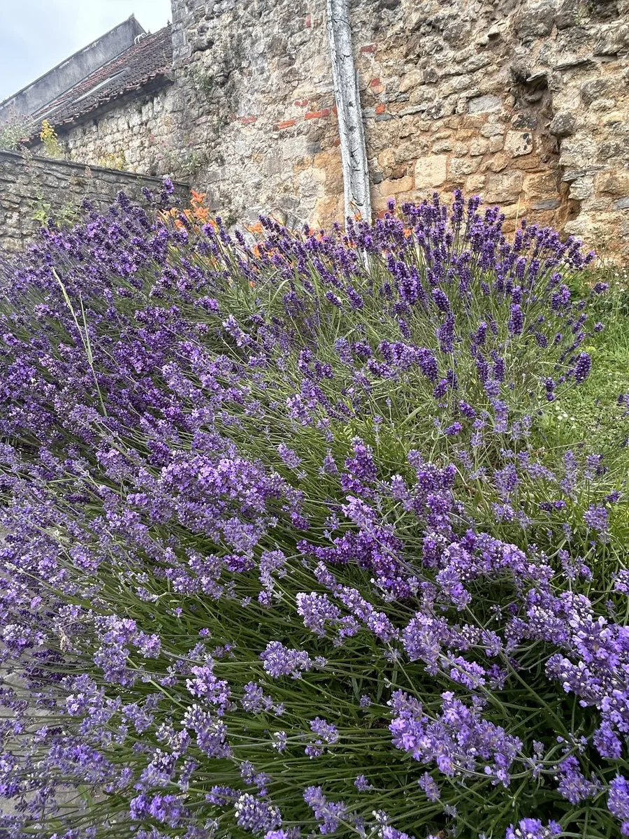 Ingredientes de aromaterapia