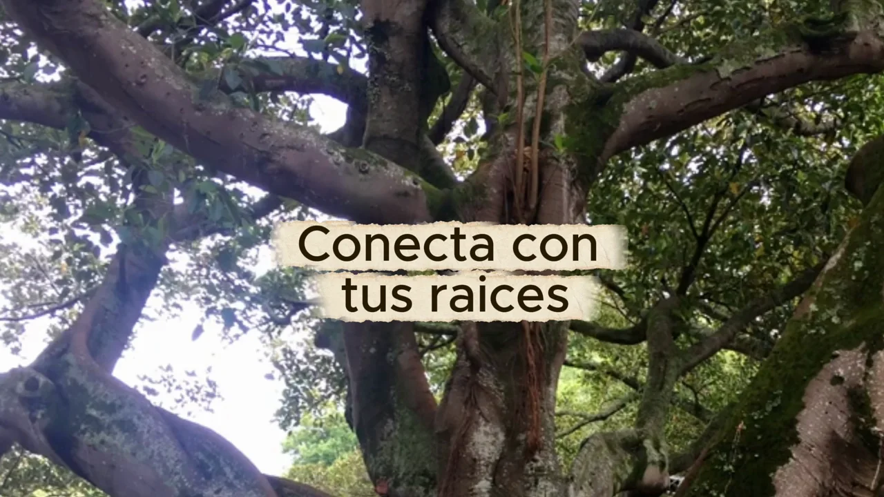 Portada de Conecta con tus raíces: meditación bailada